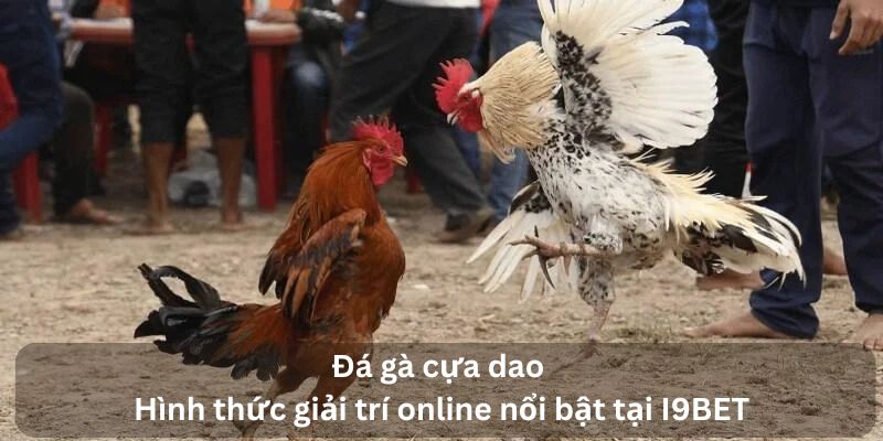 Đá gà cựa dao | Hình thức giải trí online nổi bật tại I9BET