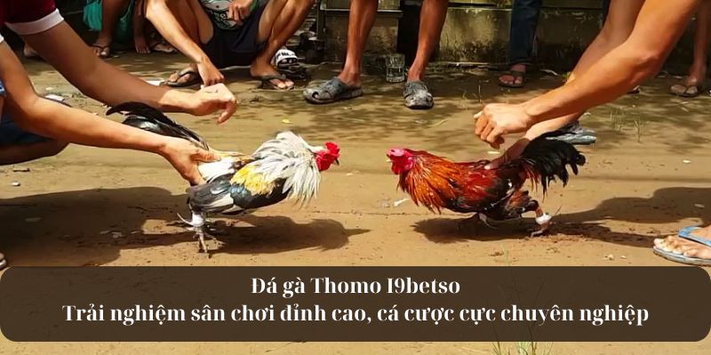 Đá gà Thomo - Sân chơi đỉnh cao, cá cược cực chuyên nghiệp